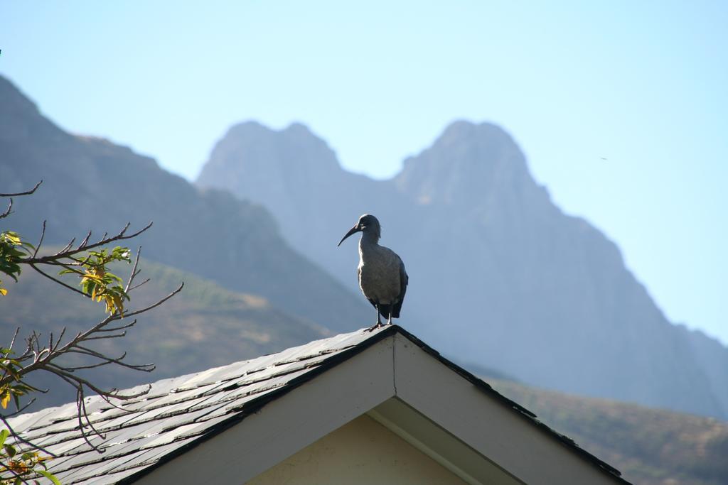 Keren's Vine Guesthouse Stellenbosch Extérieur photo